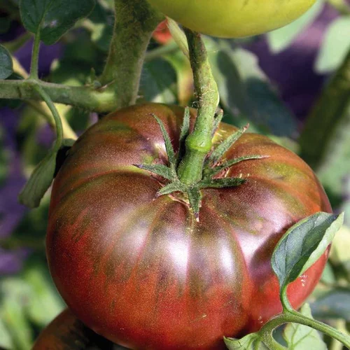 Tomate Côtelee Noire De Crimee bio. Le pot de 9 x 9 cm