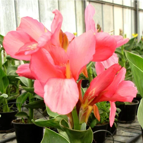 Capucine à fleurs multicolores. Le pot Ø 13 cm