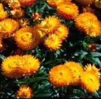 Helichrysum Italicum - Le pot de 1 litre