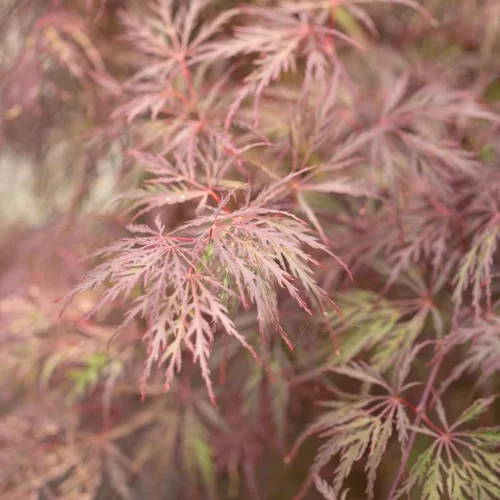 Érable du Japon Dissectum Inaba Shidare rouge. Le pot de 3 litres
