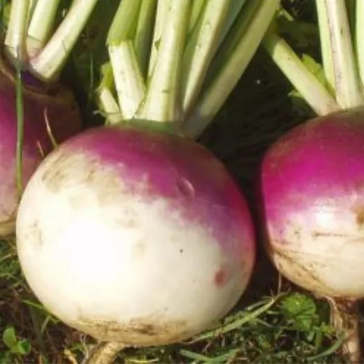 Semences biologiques de Navet Blanc globe à collet violet