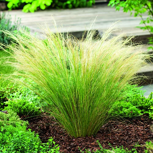 Stipa tenuissima Ponytails vert botanic®. Le pot de 2 litres
