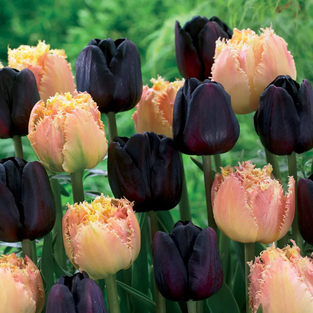 Collection de 10 Tulipes Esprit et Paul Sherer Tulipa 'Brest', 'Paul Scherer'