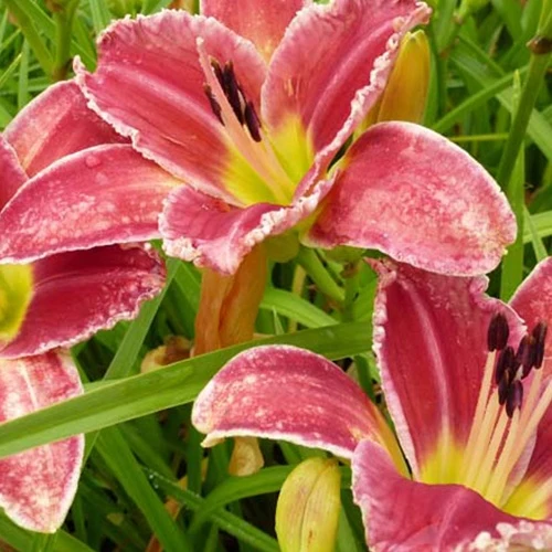 Hémérocalle Startle Hemerocallis startle