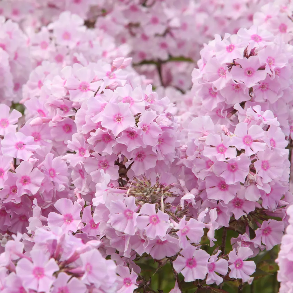 Phlox paniculé Rosa Pastel Phlox paniculata Rosa Pastell