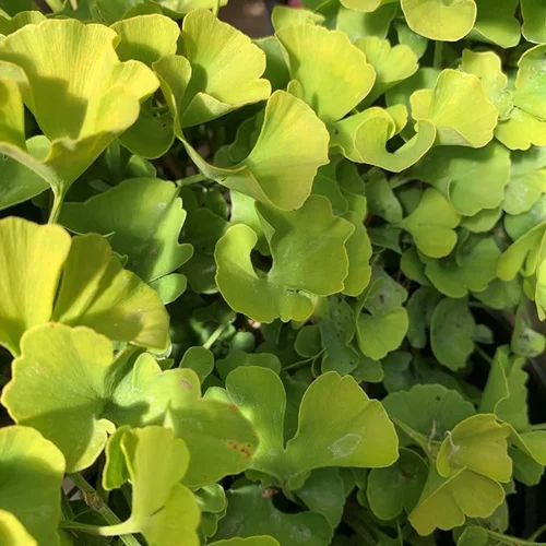 Ginkgo Variés. La coupe de 30 cm