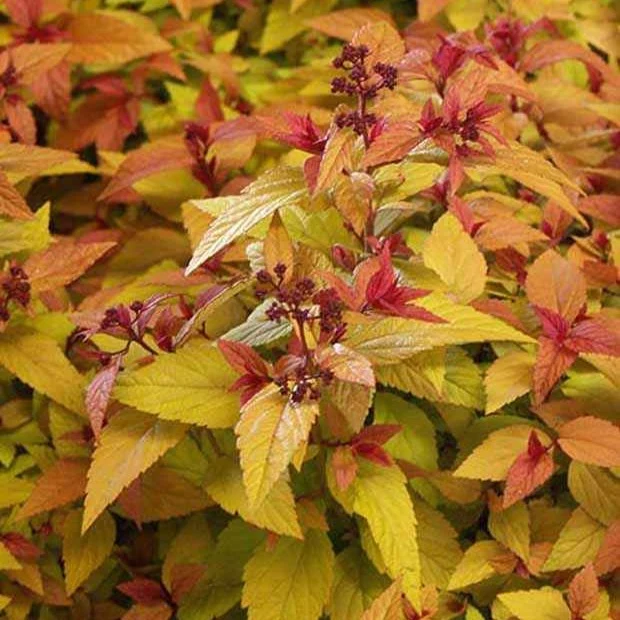 Spirée du Japon Hubert Gold Spiraea japonica Hubert Gold
