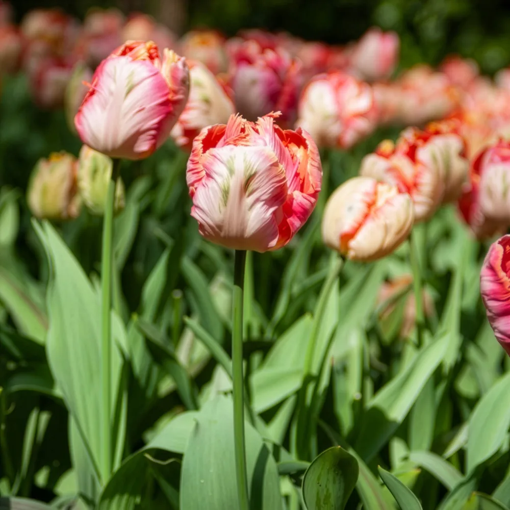 Tulipe Apricot Parrot Tulipa Apricot Parrot