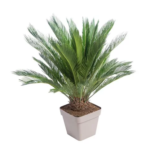 CYCAS REVOLUTA