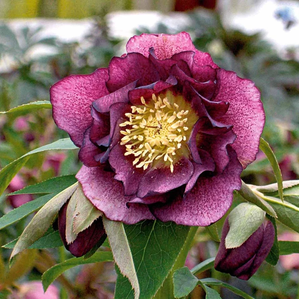 2 Roses de Noël doubles violette Helleborus orientalis double ellen red