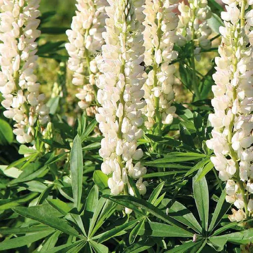 Lupin blanc - Le pot de 9 x 9 cm