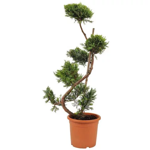 Cupressocyparis Leylandii Castelwellan Gold Bonsai en pot de 9 L