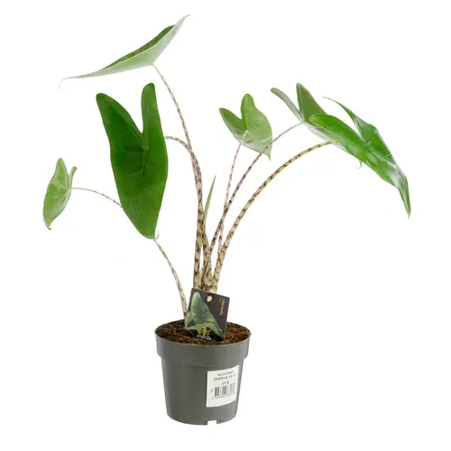 Alocasia zebrina - Ø 14 x H 50 cm