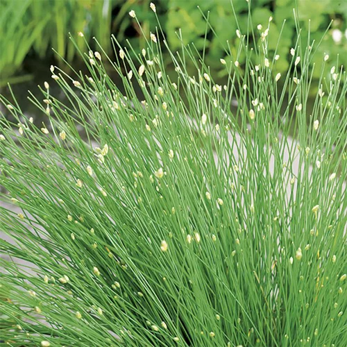 Scirpus cernuus pot de 3 litres