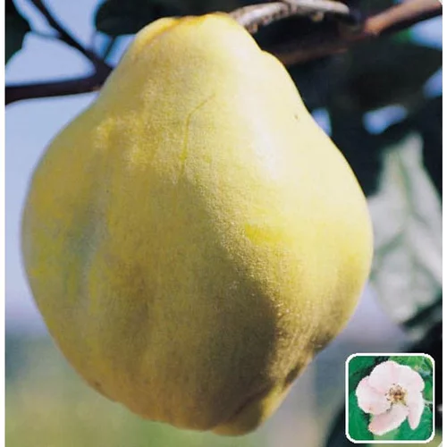 Cognassier Geant De Vranja. Le pot de 12 litres forme 1/2 tige