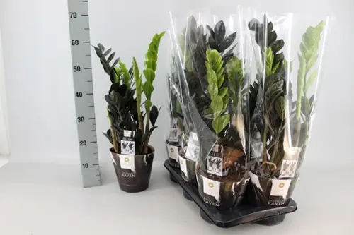 Zamioculcas Raven. Le pot de Ø 17 x H 60 cm