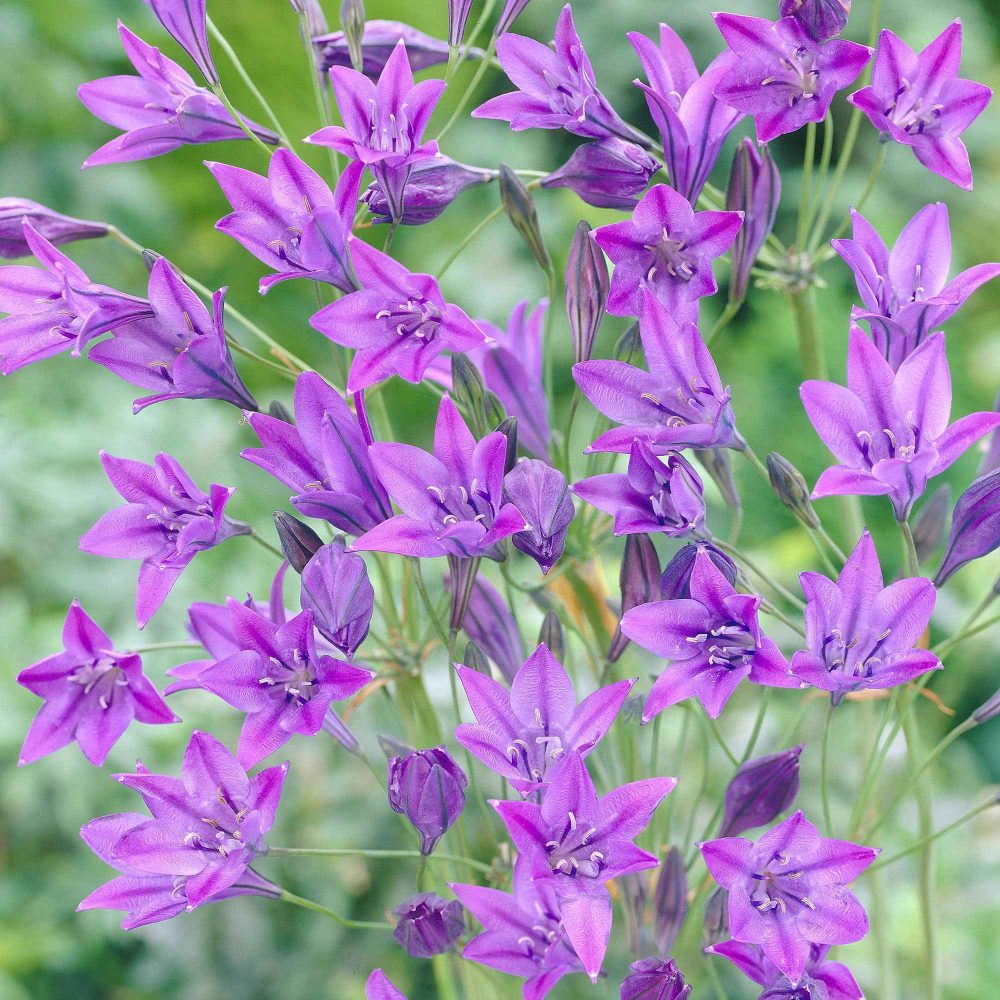 100 Triteleia Queen Fabiola Triteleia ixioides 'queen fabiola'