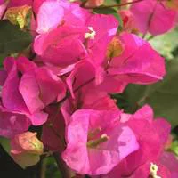 Bougainvillée Arceau - Le pot de 2 litres