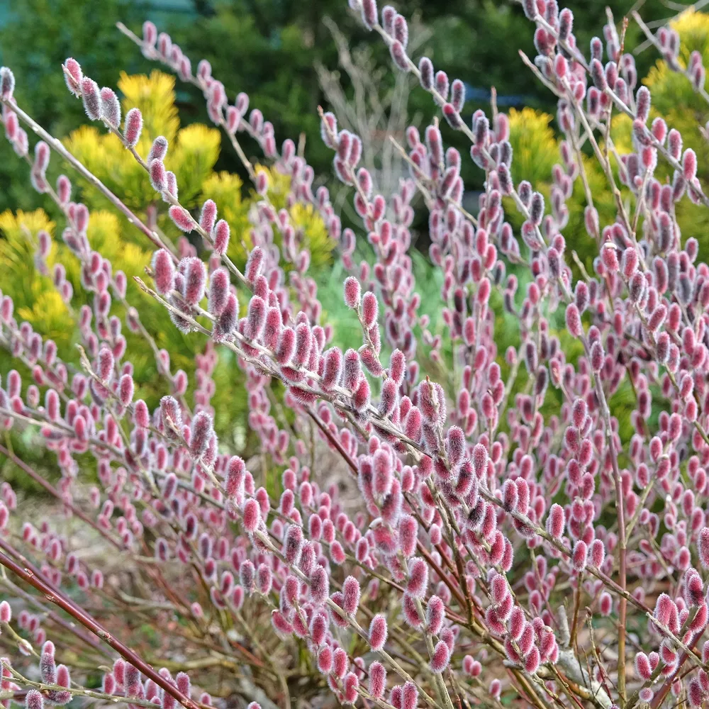 Saule à chatons roses sur tige Salix gracilistyla Mount Aso