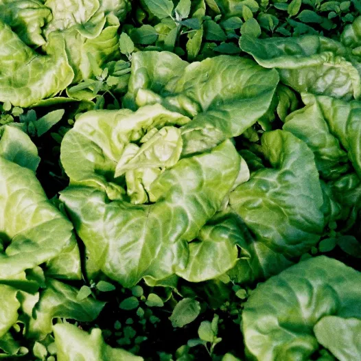 Semences bio de Laitue pommée quatre saisons Appia