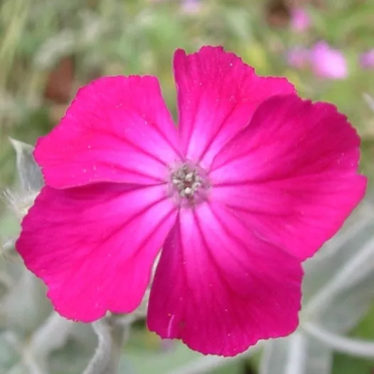 Coquelourde rouge | Semences de fleurs bio et reproductibles