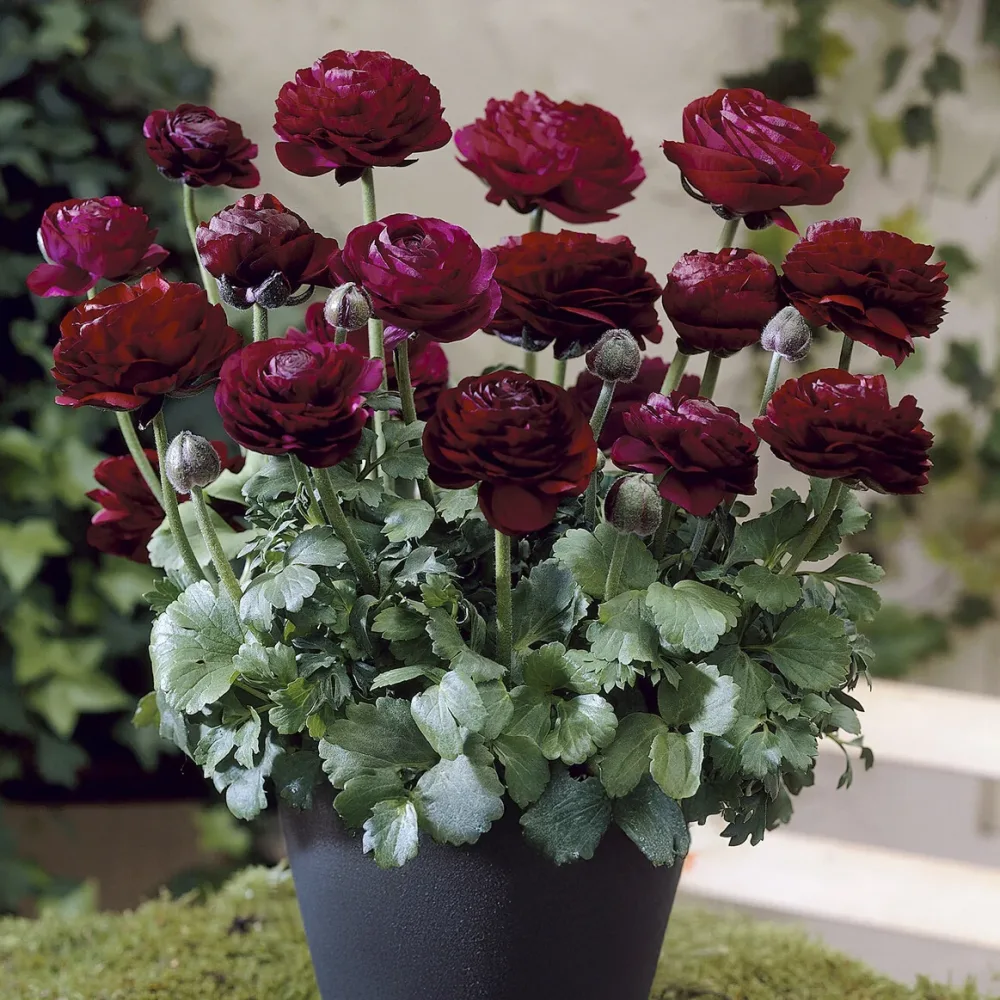 10 Renoncules Pauline Violet Ranunculus Pauline Violet