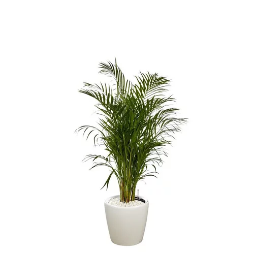 Areca lutescens et son pot Classico premium Ø 35 blanc