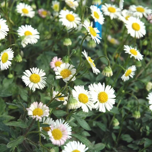 Vergerette de Kavinsky ou Pâquerette des murailles à fleurs blanches - Le pot Ø 10,5 cm