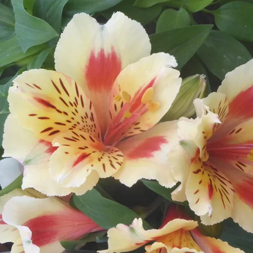 Alstroemère multicolore. Le pot de 4,5 litres