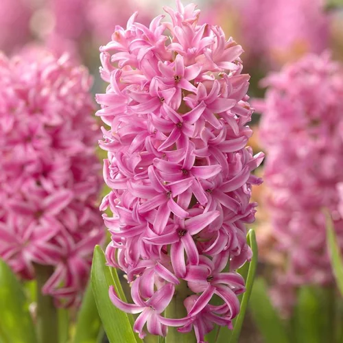 Jacinthe Pink Pearl - Le godet