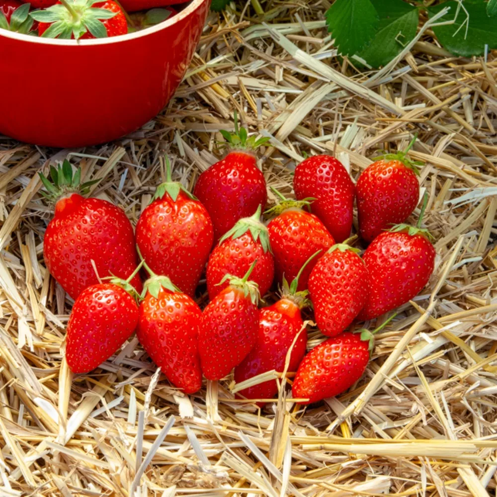 Fraisier Ciflorette Fragaria × ananassa Ciflorette