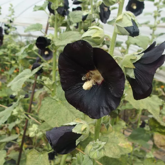 Rose Trémière noire | Semences de Fleurs