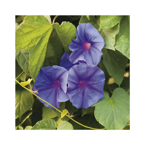 IPOMOEA LEARII VIOLETTE. Le pot de 3 litres