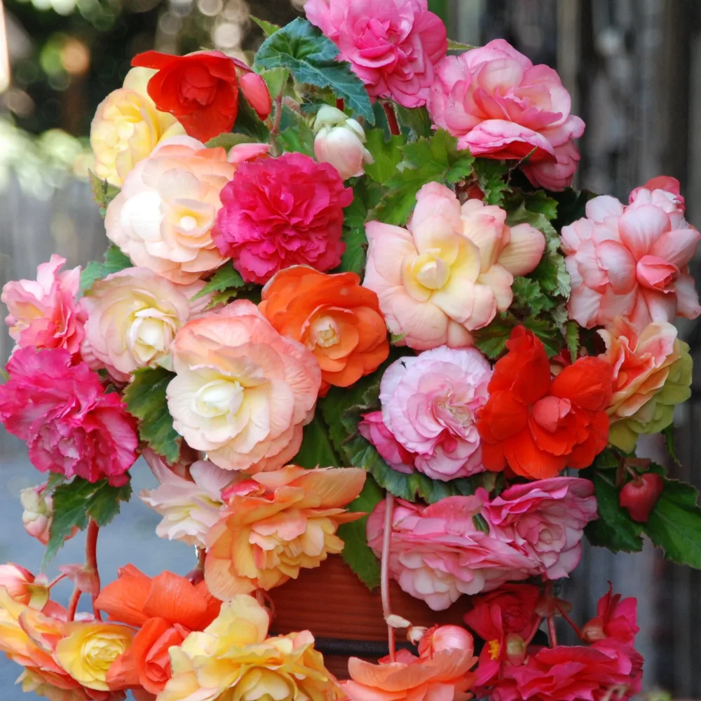 5 Bégonias Splendid en mélange Begonia splendid