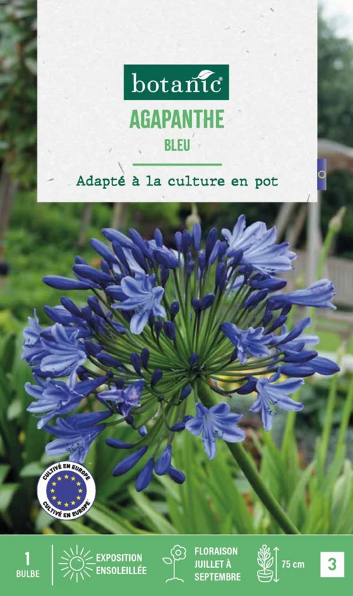 Agapanthe botanic® coloris bleu - 1 bulbe