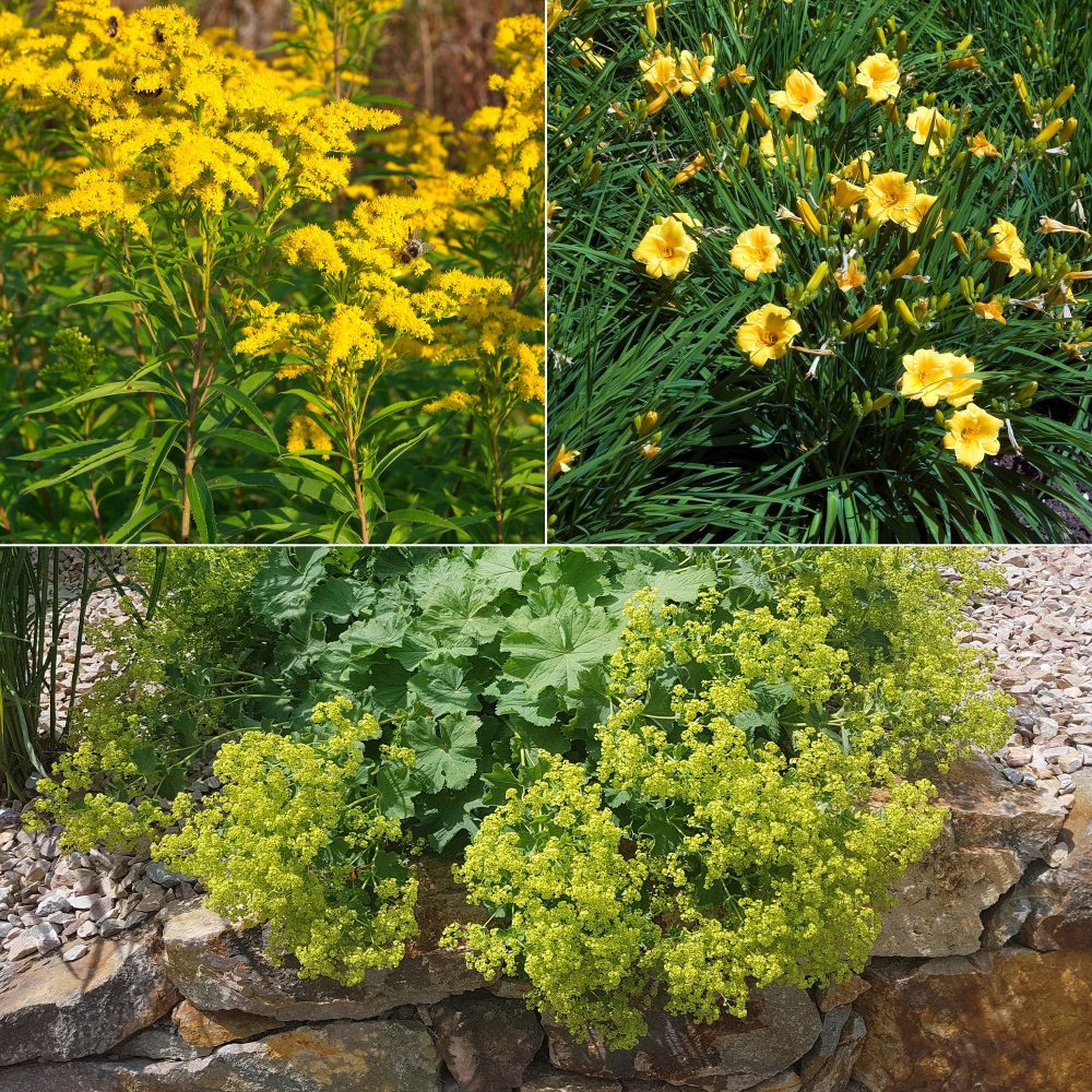 Collection de 11 plantes vivaces à floraison jaune Solidago luteus, alchemilla mollis, hemerocallis stella de oro