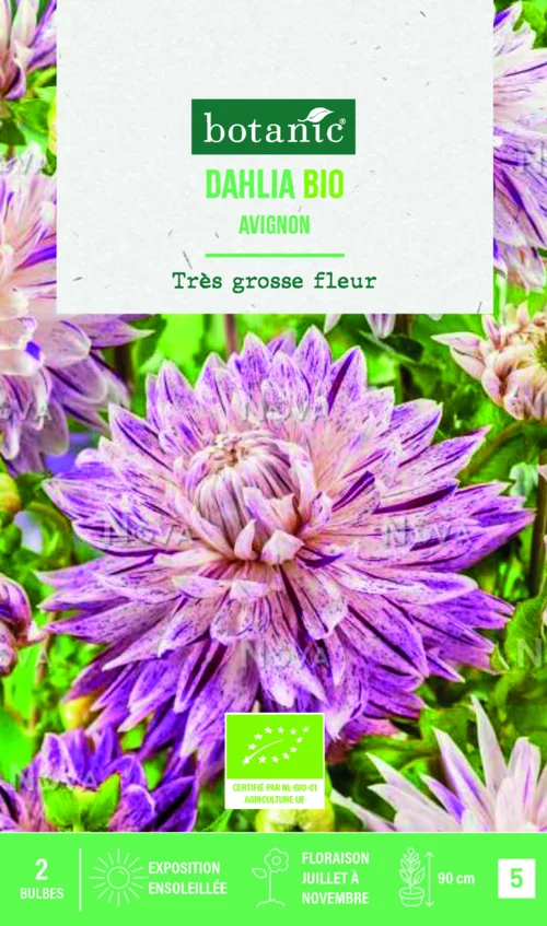 Bulbes de fleurs Dahlia décoratif Avignon bio botanic® - 2 bulbes