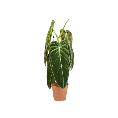 Philodendron Melanochrysum. Le pot de Ø 12 cm