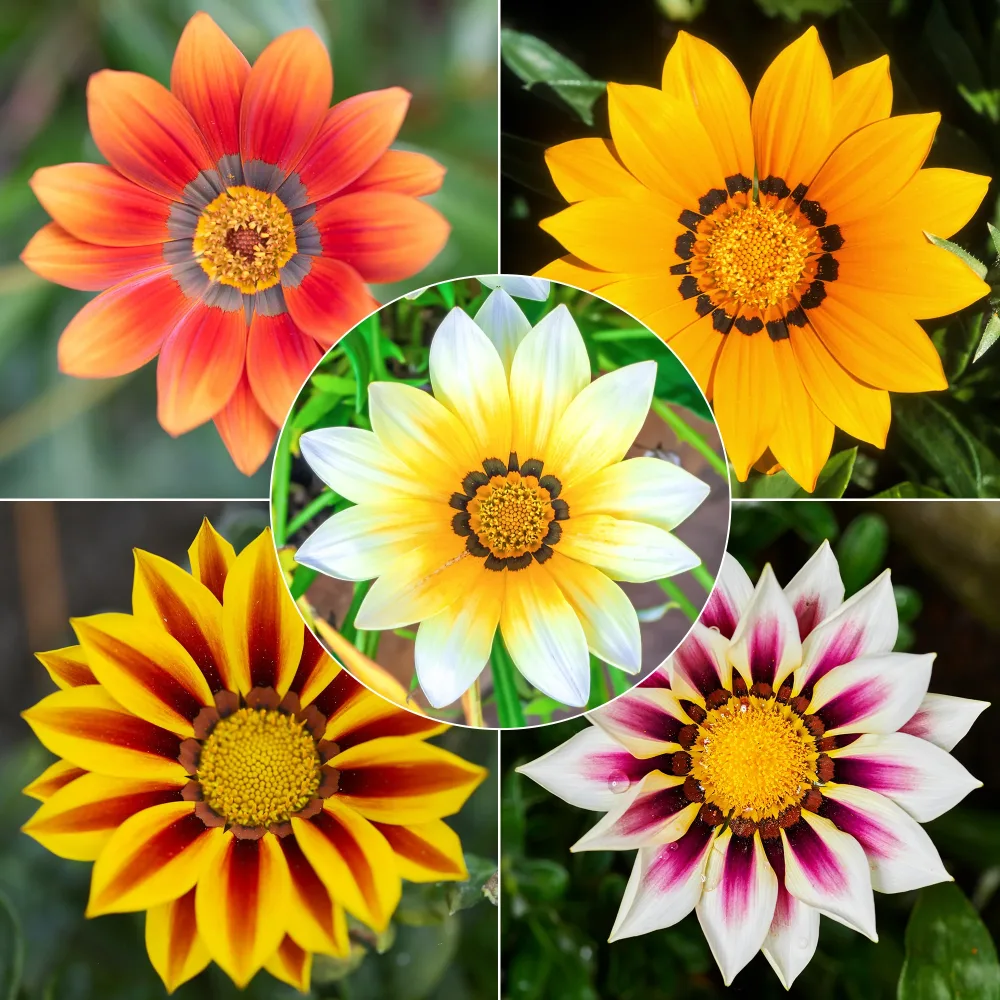 3 Gazanias en mélange Gazania splendens