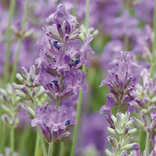 Lavande officinale ou Lavande vraie à fleurs bleues . Le pot déco de 2,5 litres