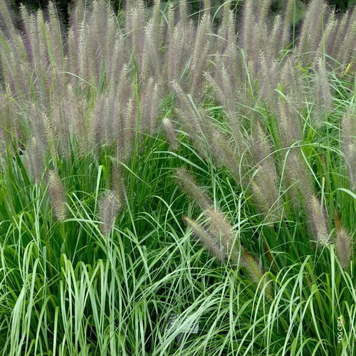 Pennisetum alopecuroides vert botanic®. Le pot de 2 litres