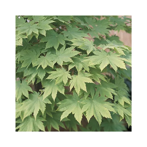 Erable du Japon (ACER PALMATUM VITIFOLIUM ) Le pot de 30 litres