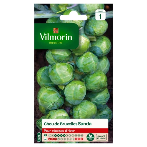 Chou de Bruxelles Sanda Vilmorin - graines à semer