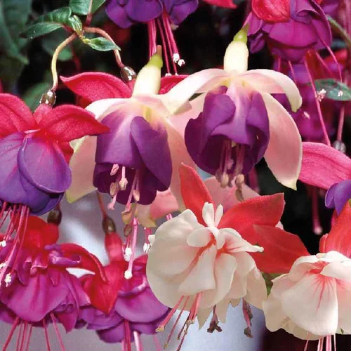 Fuchsia érigé - Le pot de 9 x 9 cm
