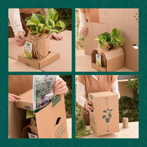 Thuya - pot 5 L