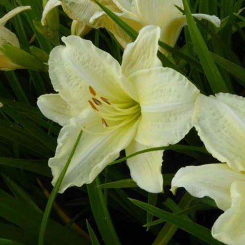Hémérocalle Joan Senior Hemerocallis joan senior