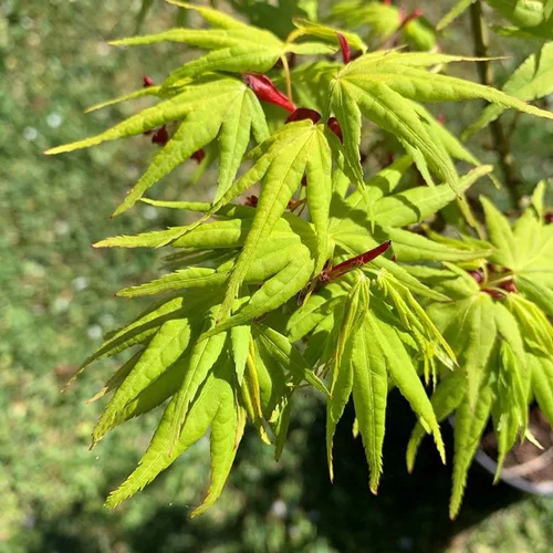 Érable du Japon Mikawa Yatsubusa (Acer Palmatum). Le pot de 30 litres