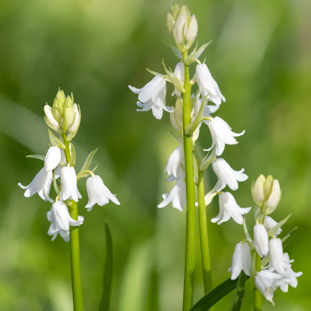 10 Jacinthes d'Espagne à fleurs blanches Hyacinthoides 'hispanica white'