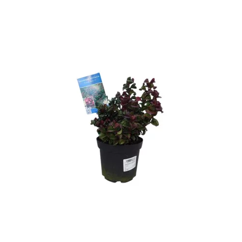 Leucothoe Axillaris Curly Red en pot de 2 L