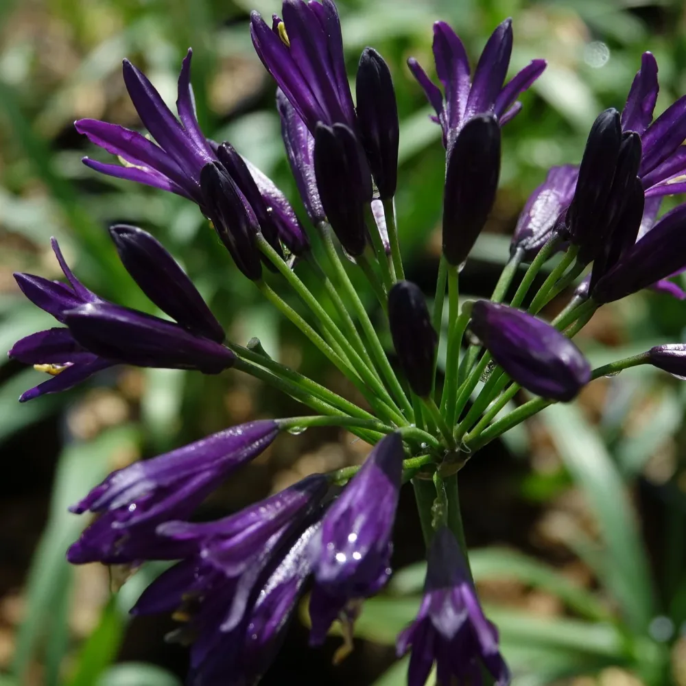 Agapanthe PITCHOUNE ® Violet Agapanthus x pitchoune ® violet 'mill04'